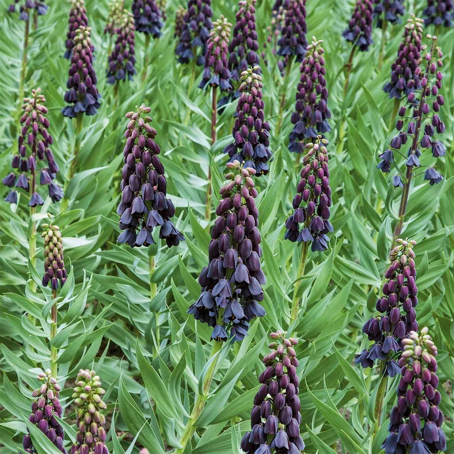 Fritillaria persica
