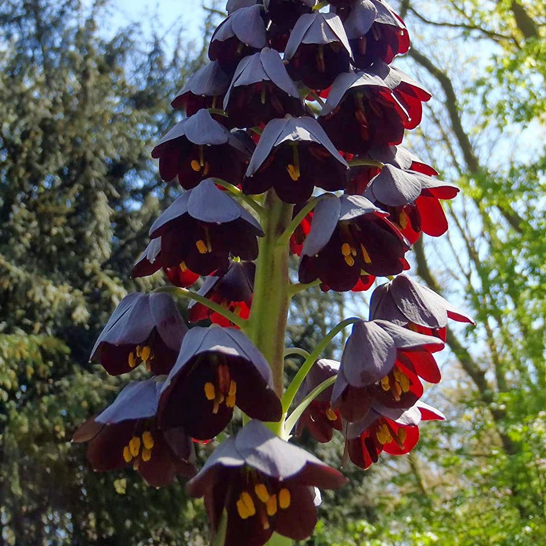 Fritillaria persica