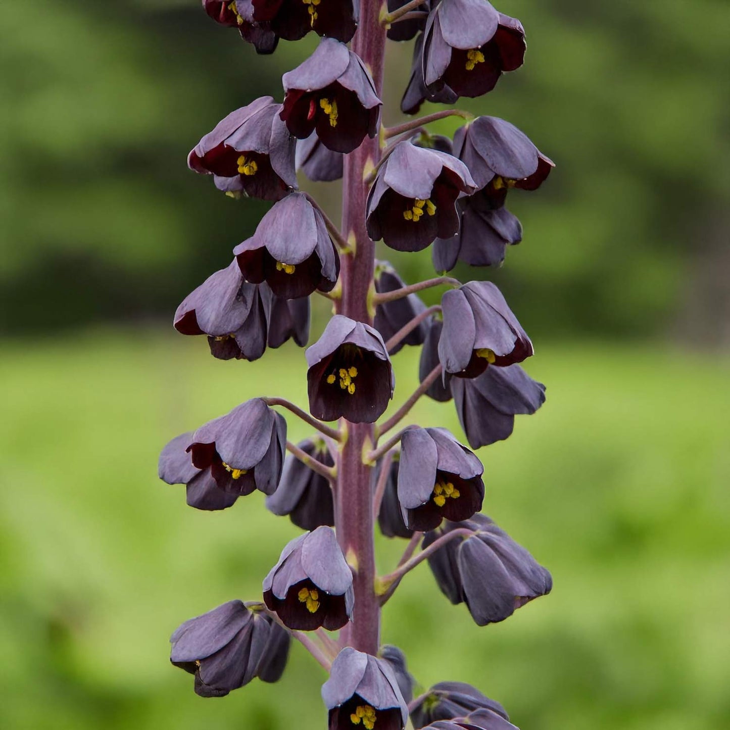 Fritillaria persica