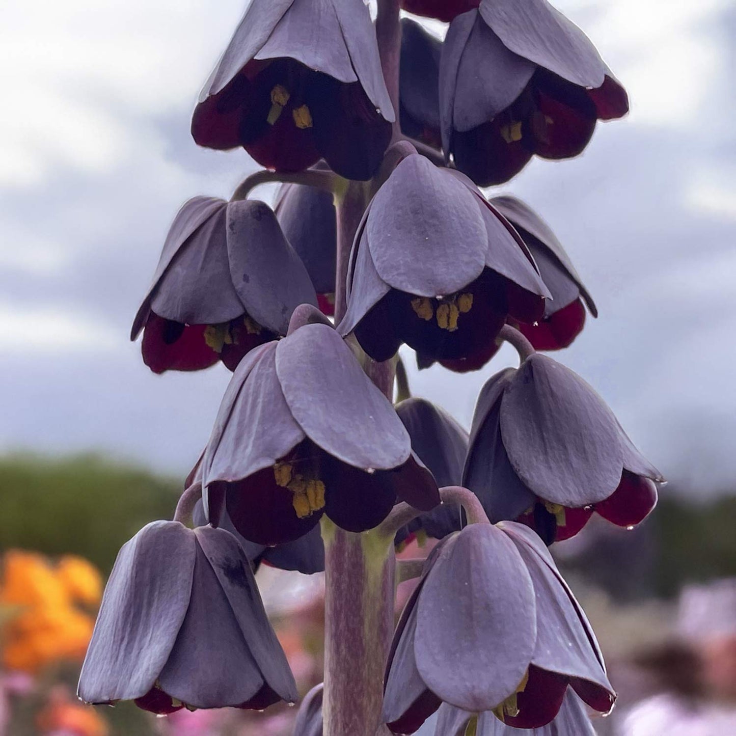 Fritillaria persica