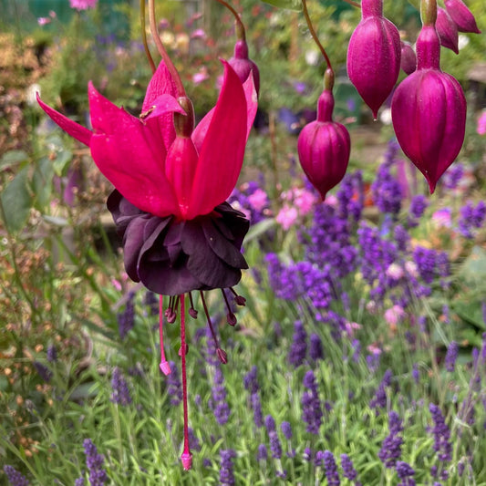Fuchsia 'Blacky'. Pink and purple fuchsia flower with a blurred garden background