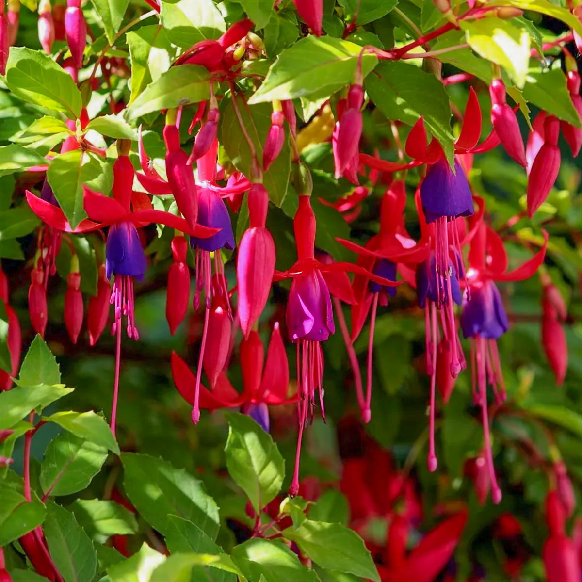 Fuchsia 'Mrs Popple'