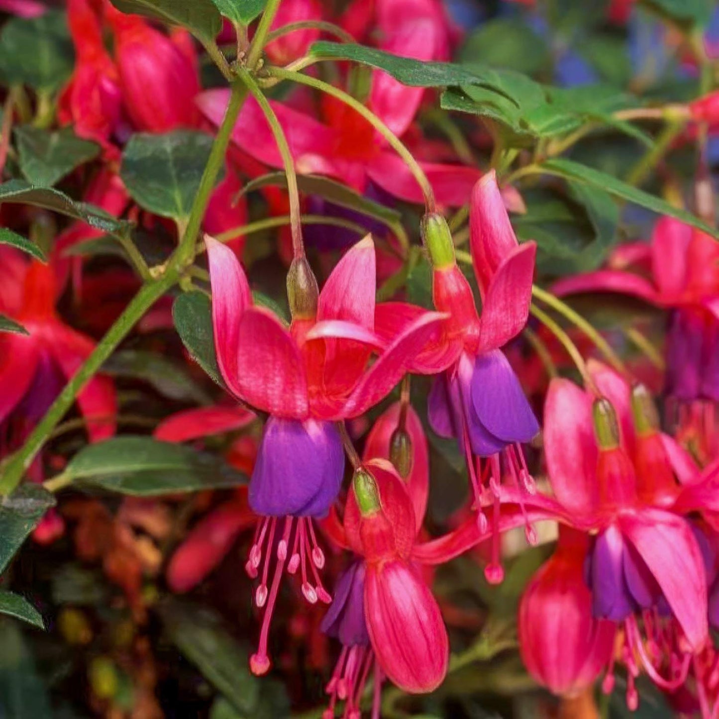 Fuchsia 'Tom Thumb'
