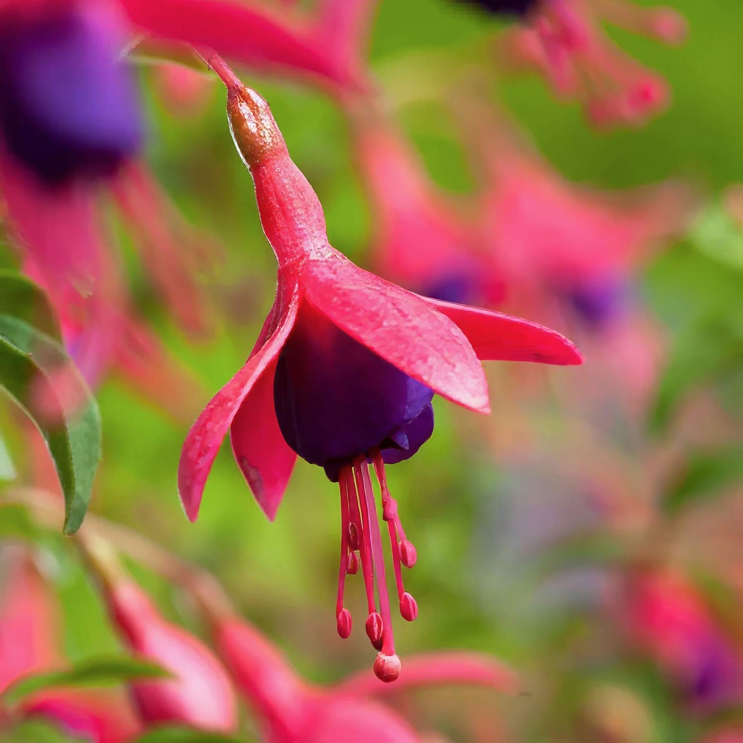 Fuchsia 'Tom Thumb'