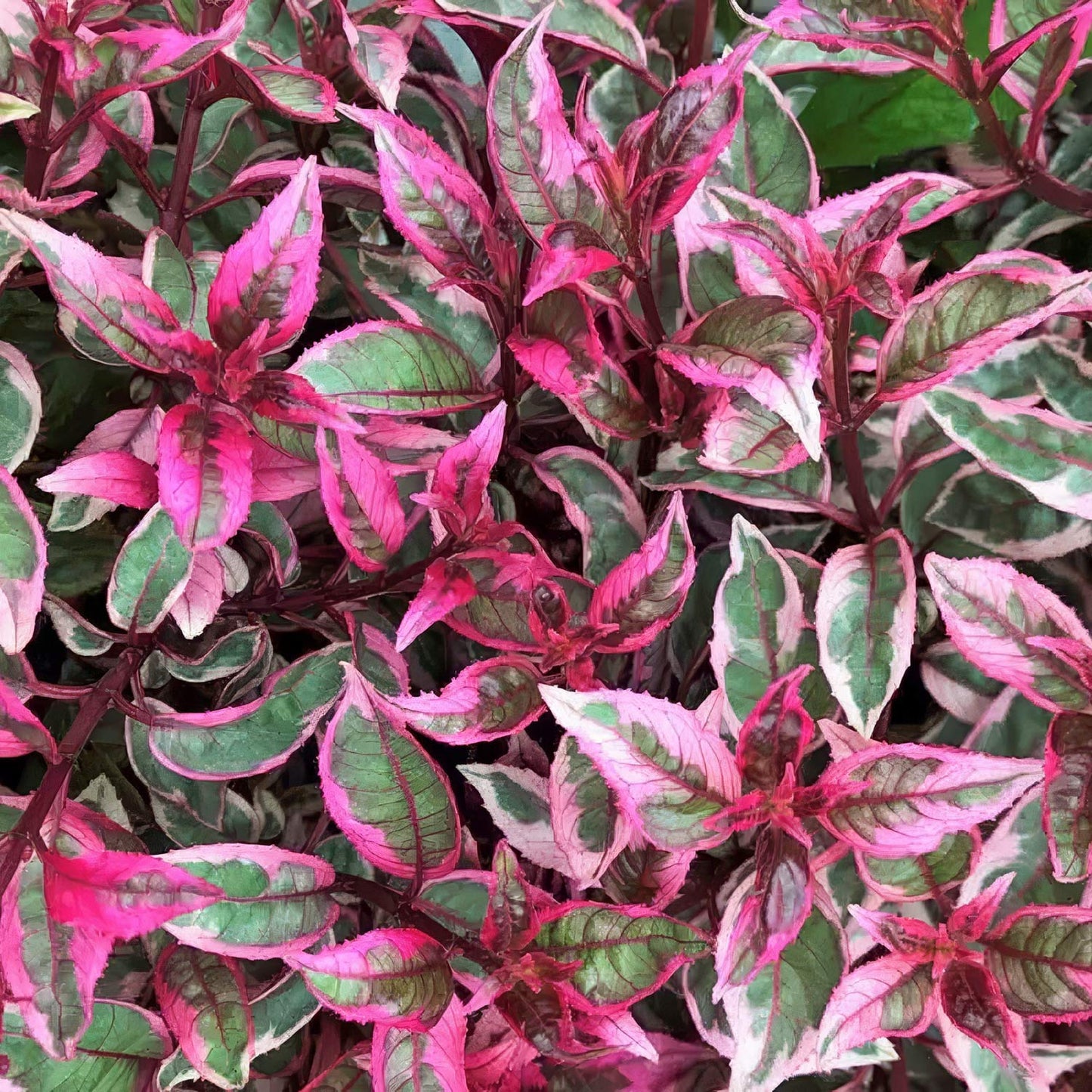 Fuchsia 'Tom West'