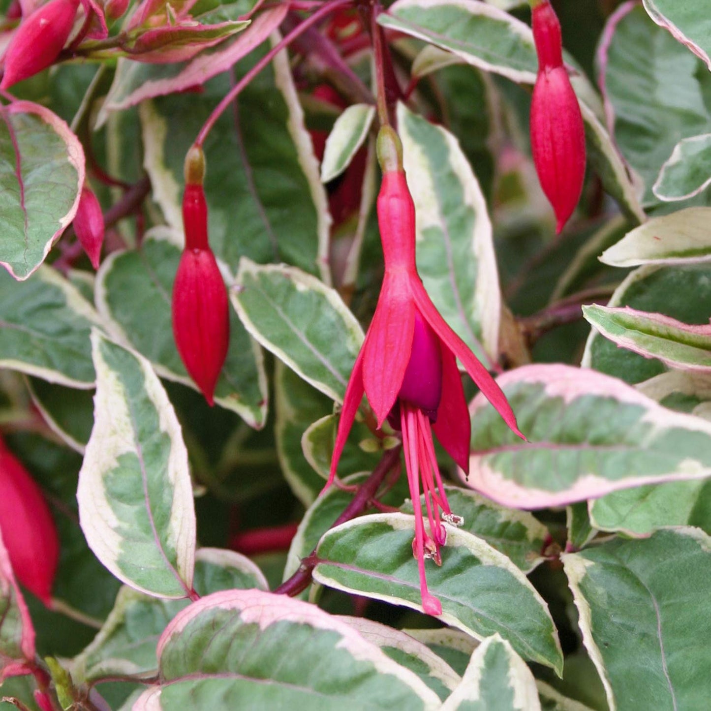 Fuchsia 'Tom West'