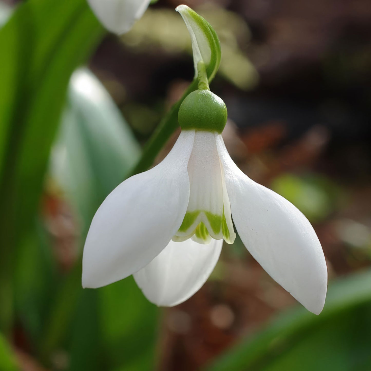 Galanthus woronowii