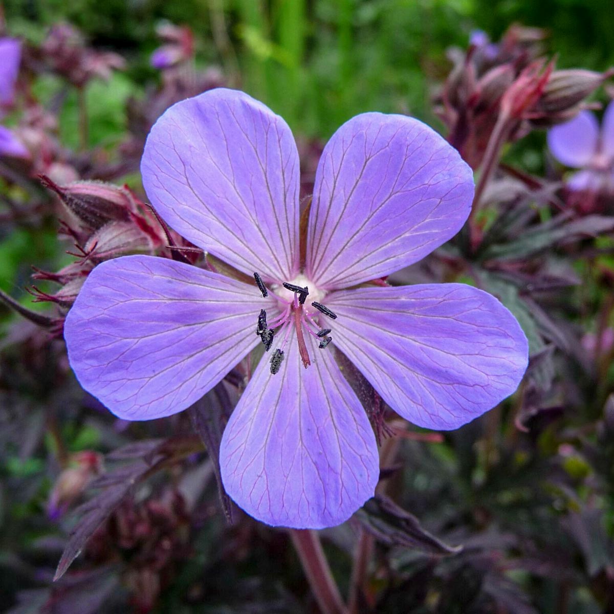 Geranium pratense 'Black Beauty'