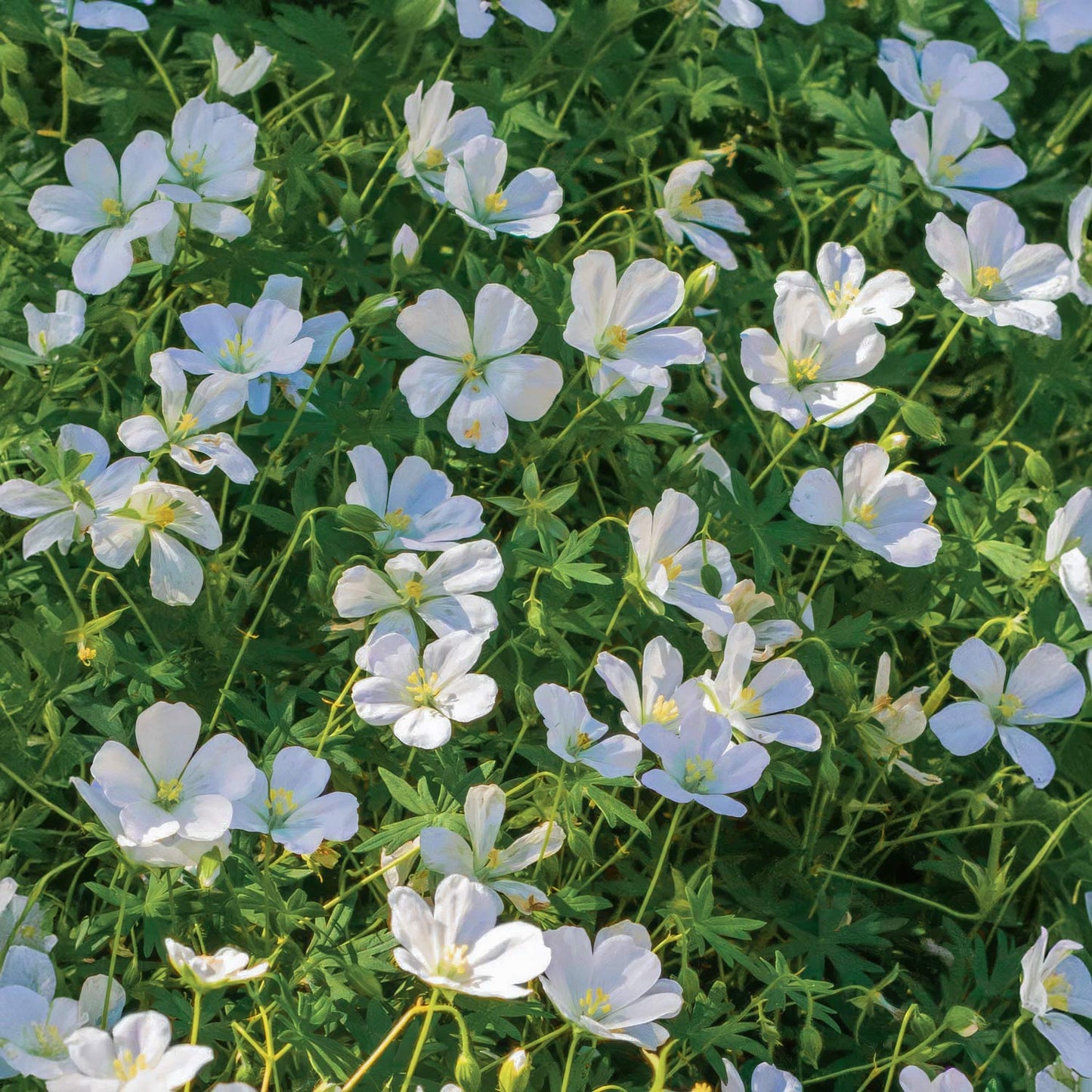 Geranium sanguineum 'Album'