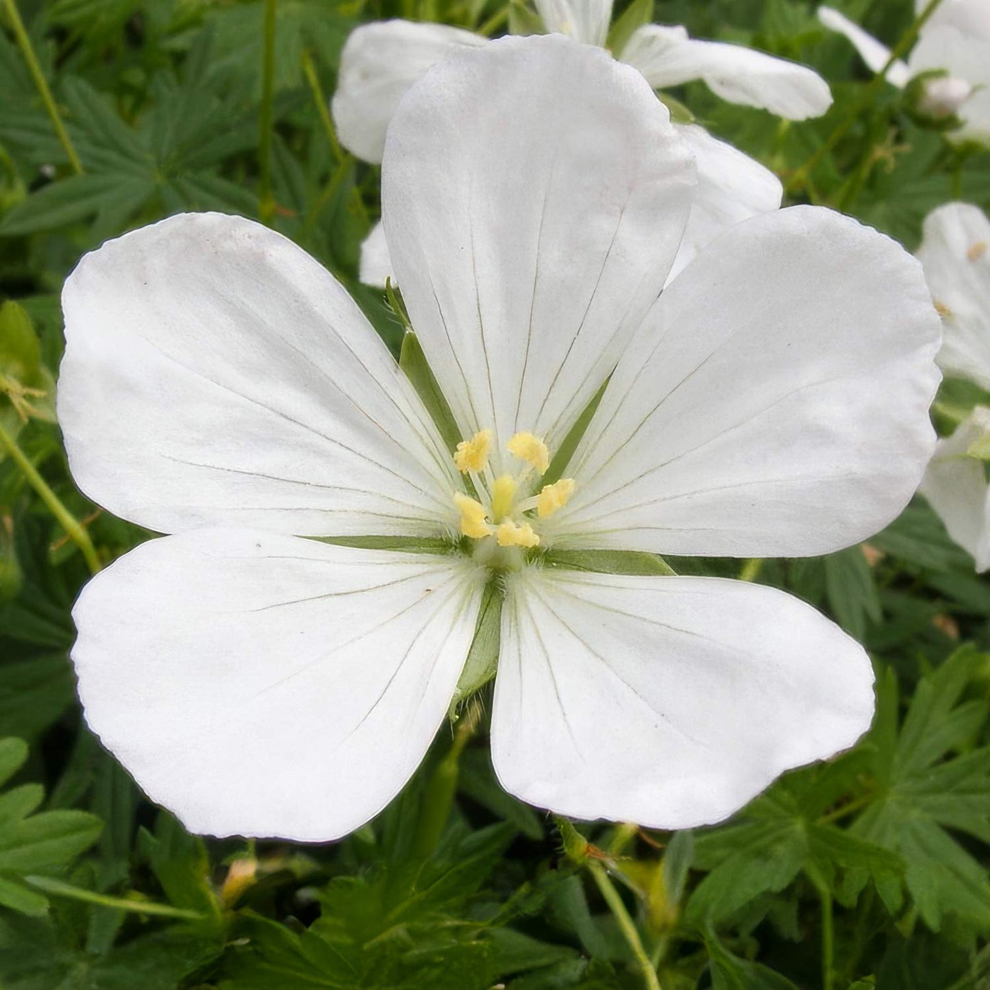 Geranium sanguineum 'Album'