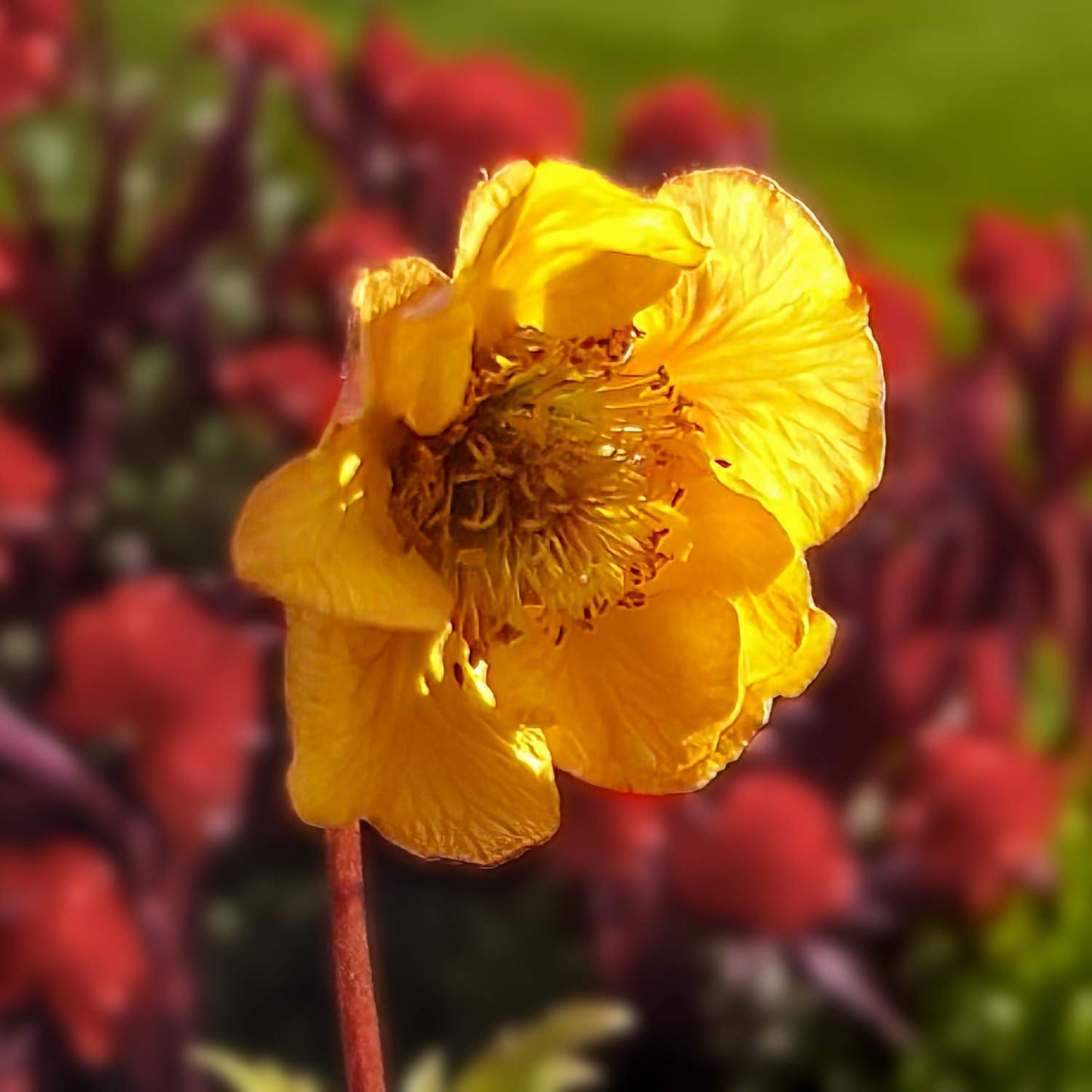 Geum 'Blood Orange'