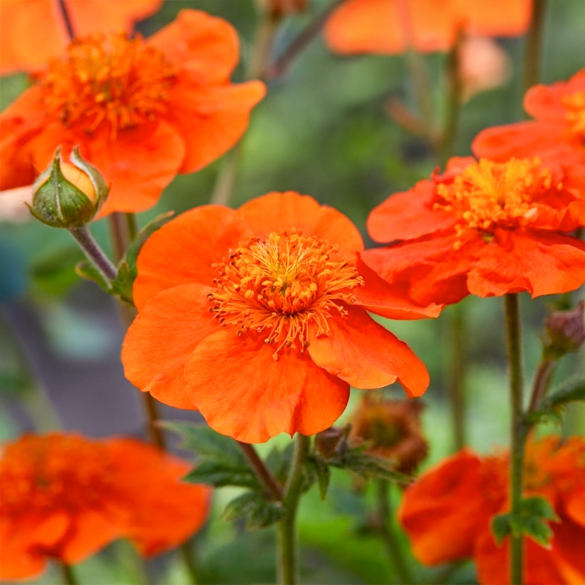 Geum 'Borisii'