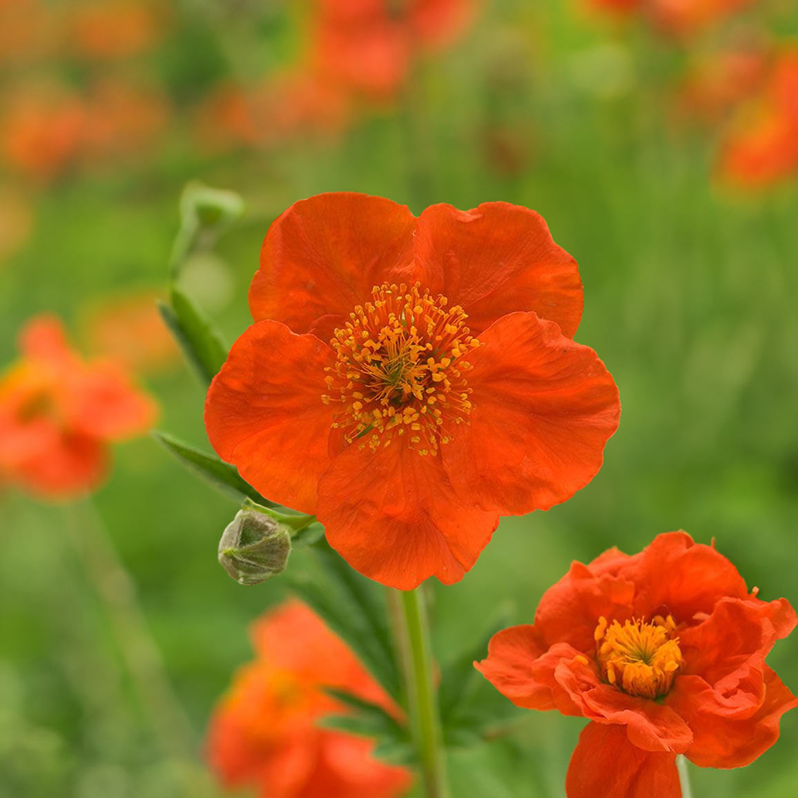 Geum coccineum 'Borisii'