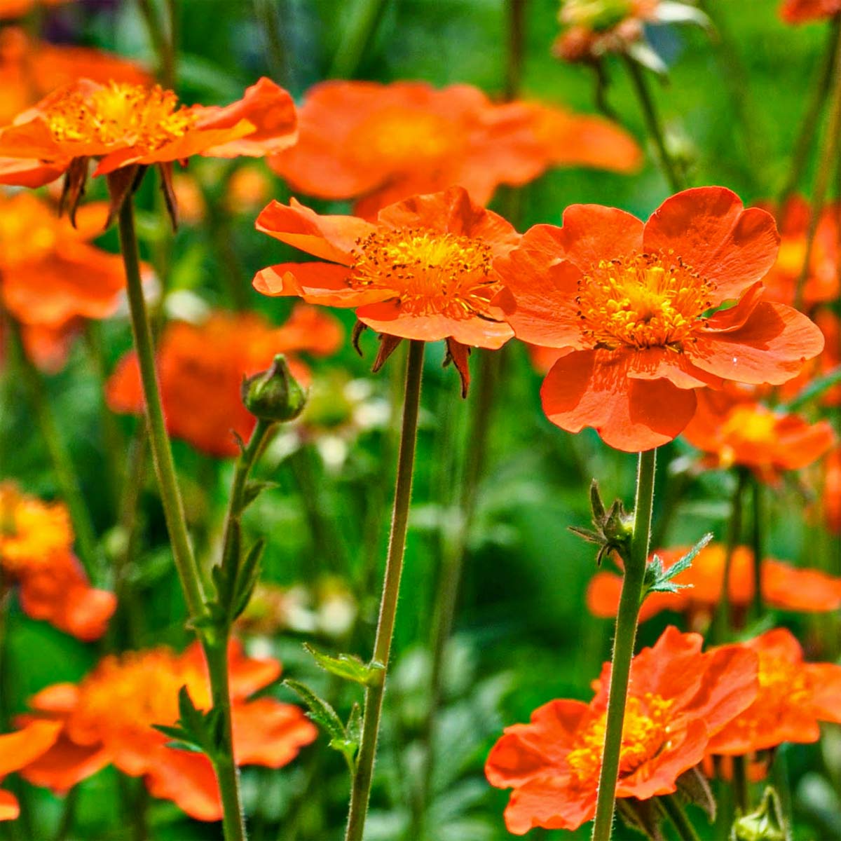 Geum 'Borisii'