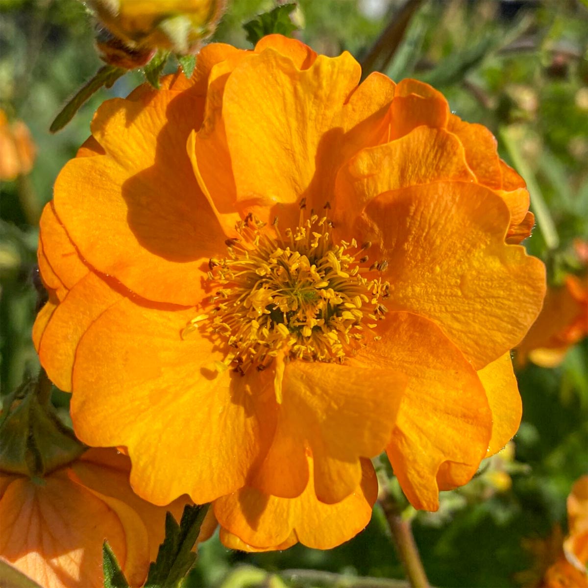 Geum 'Fireball'