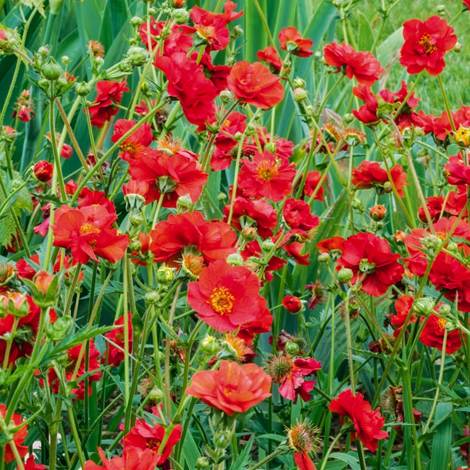 Geum 'Mrs J Bradshaw'