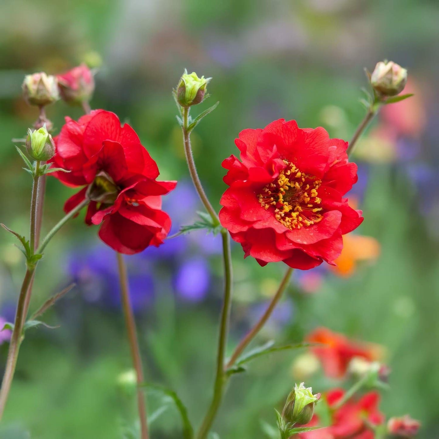 Geum 'Mrs J Bradshaw'
