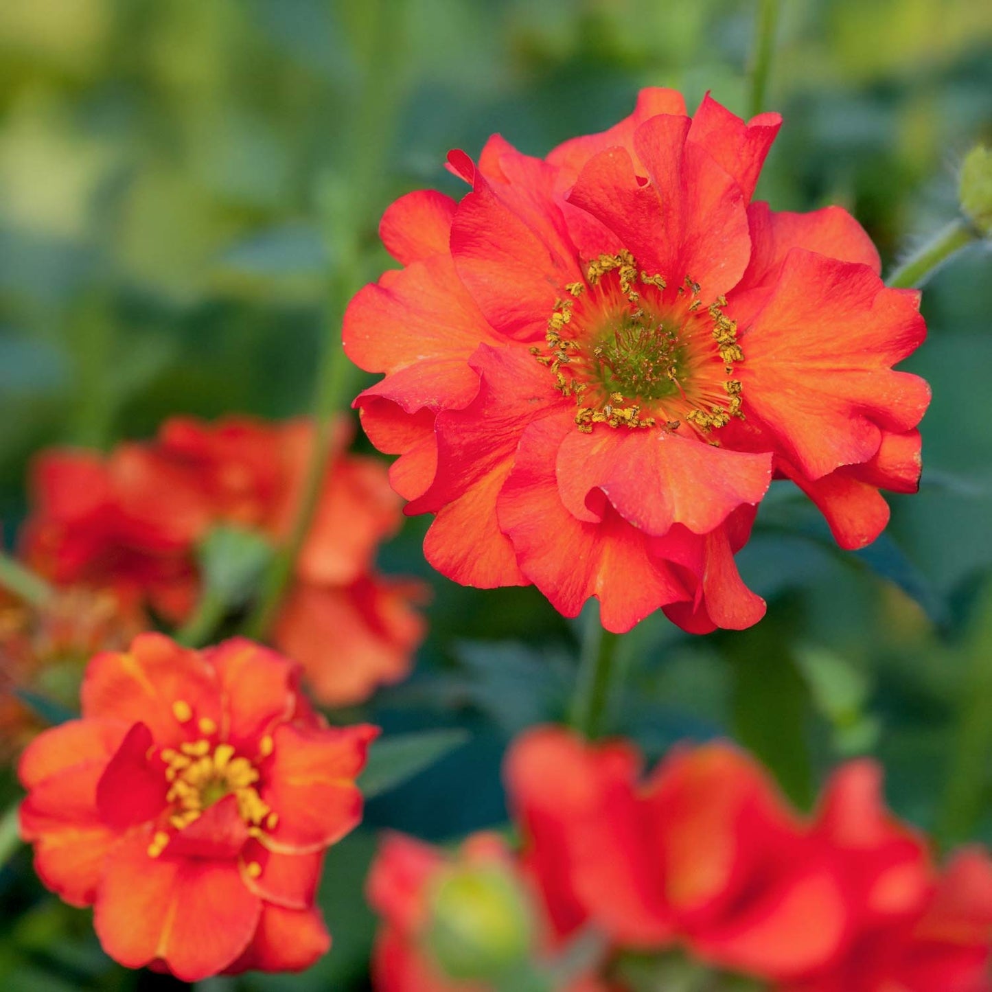 Geum 'Mrs J Bradshaw'