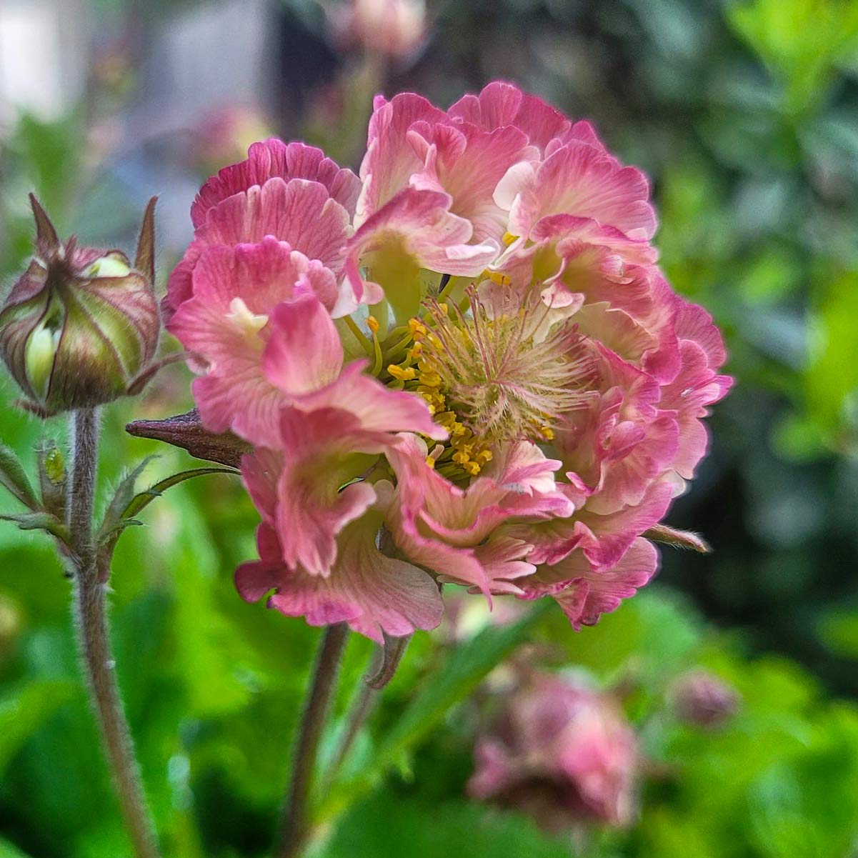 Geum 'Pink Petticoats'
