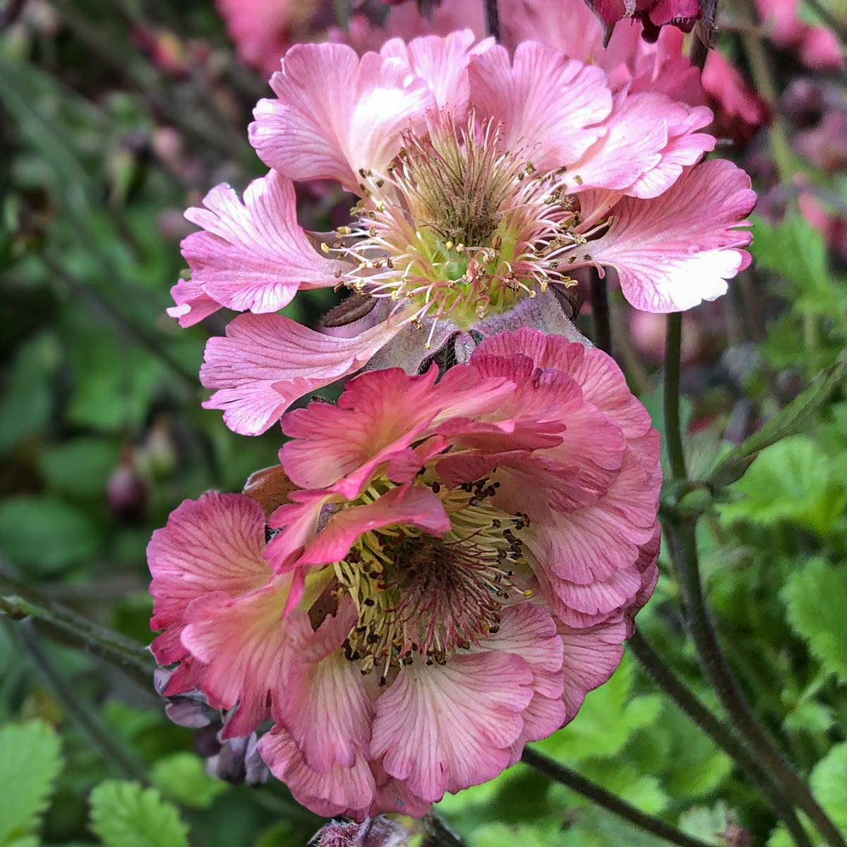 Geum 'Pink Petticoats'