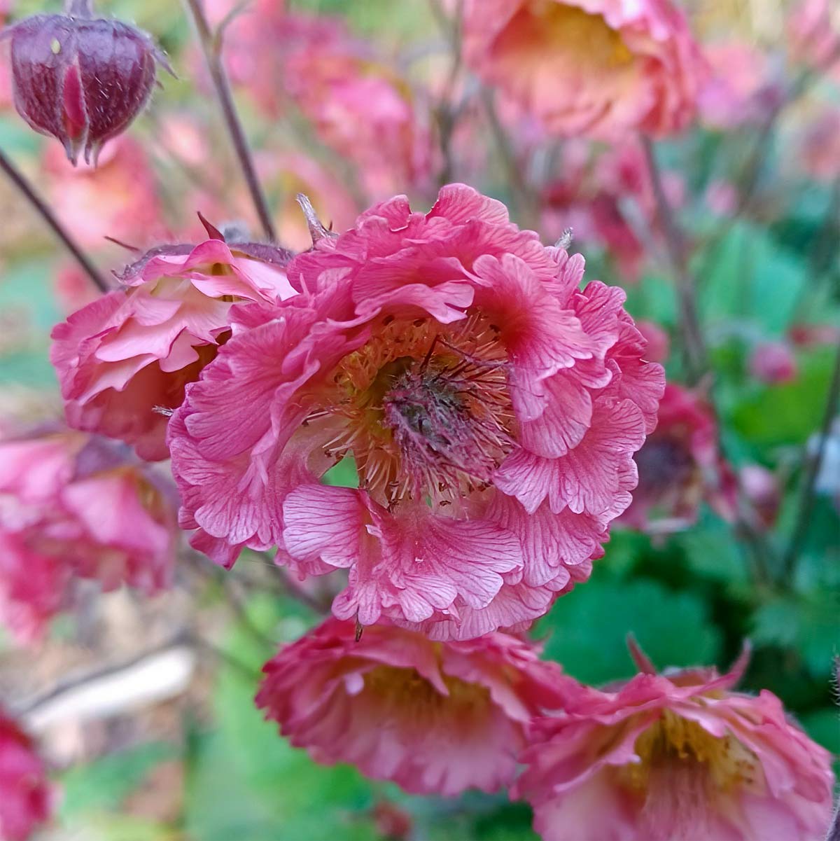 Geum 'Pink Petticoats'