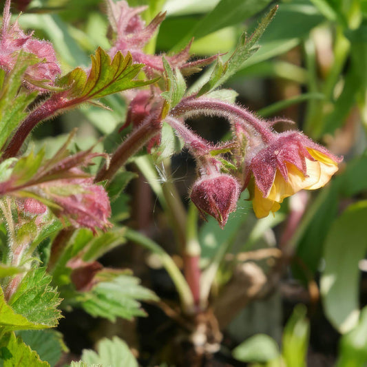 Geum 'Poco'