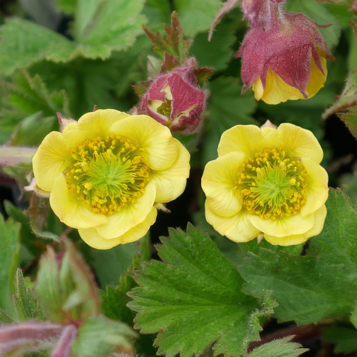 Geum 'Poco'