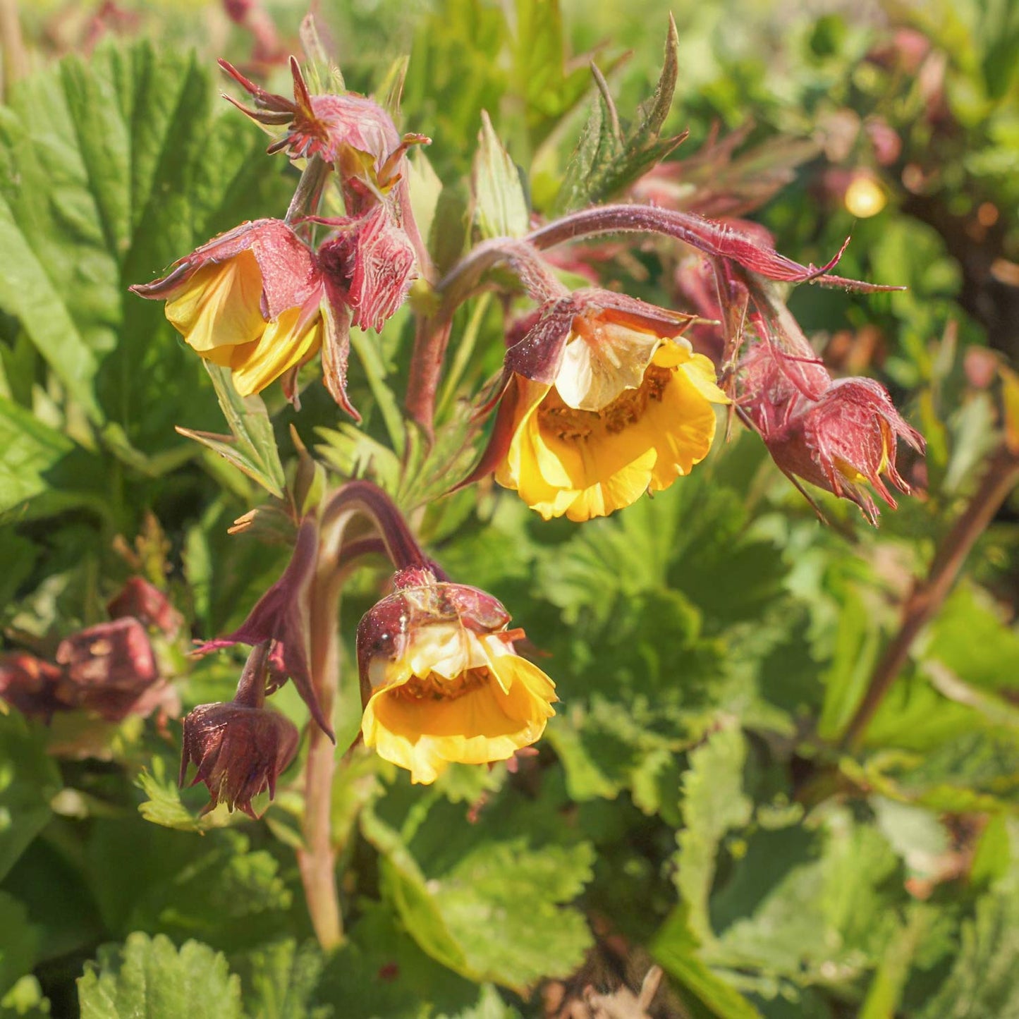 Geum 'Poco'