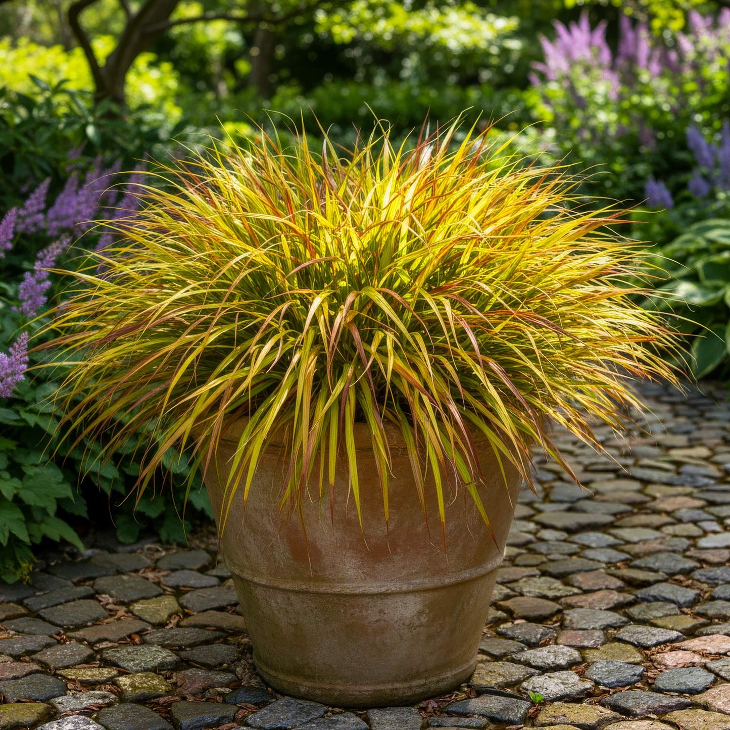 Hakonechloa macra 'Mulled Wine'. Potted plant with green, yellow and burgundy foliage on a stone path with greenery in the background