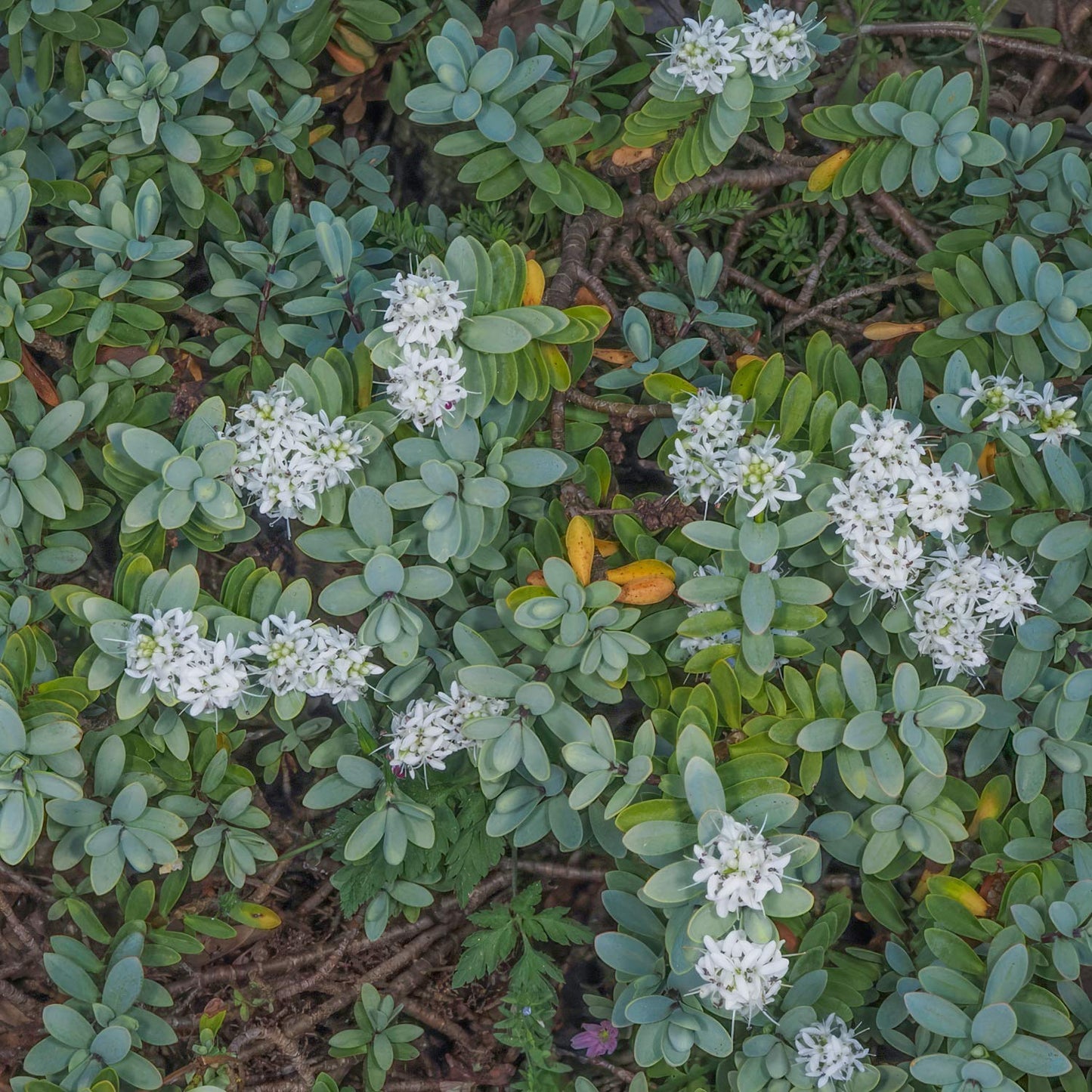 Hebe pinguifolia 'Pagei' / Veronica pinguifolia 'Pagei'