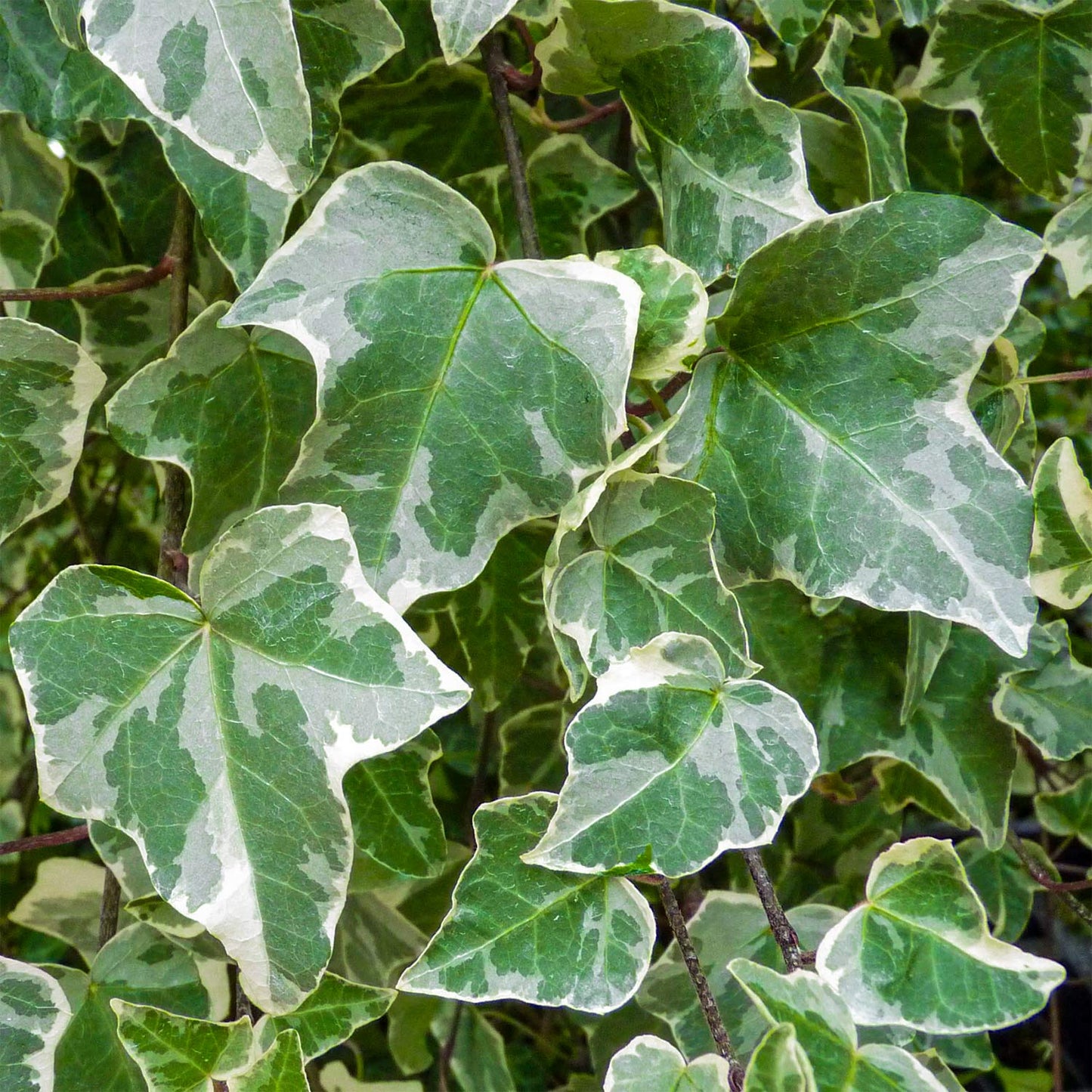Hedera helix 'Glacier'