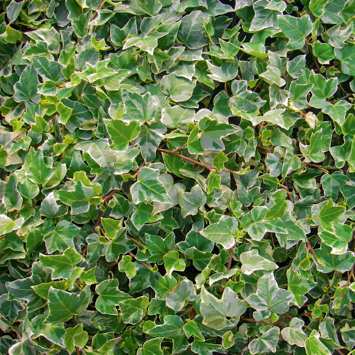 Hedera helix 'Glacier'