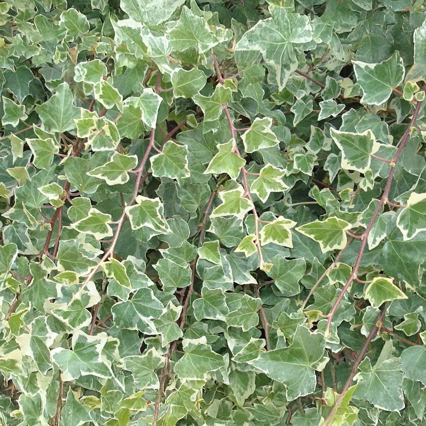 Hedera helix 'Glacier'