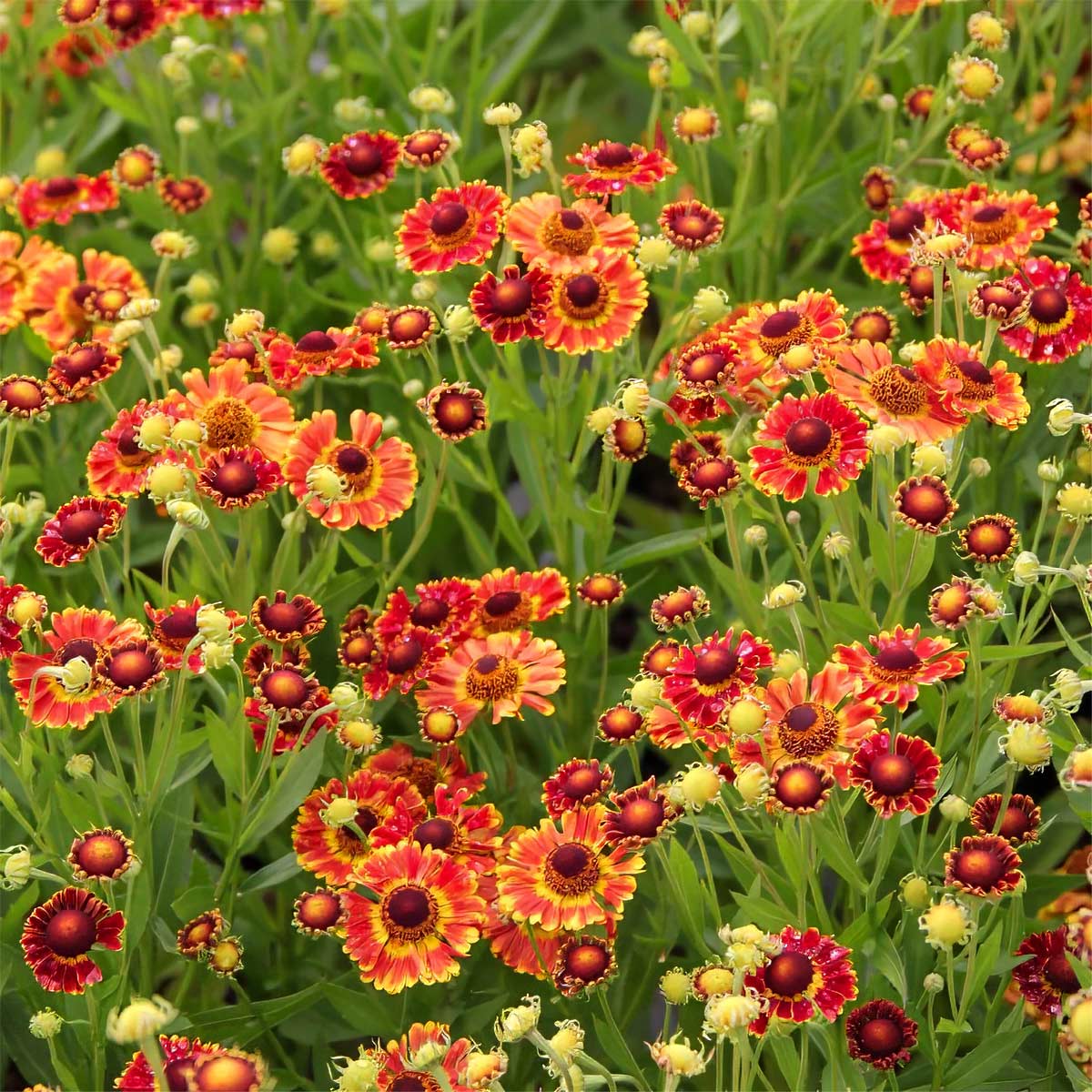 Helenium autumnale 'Fuego'