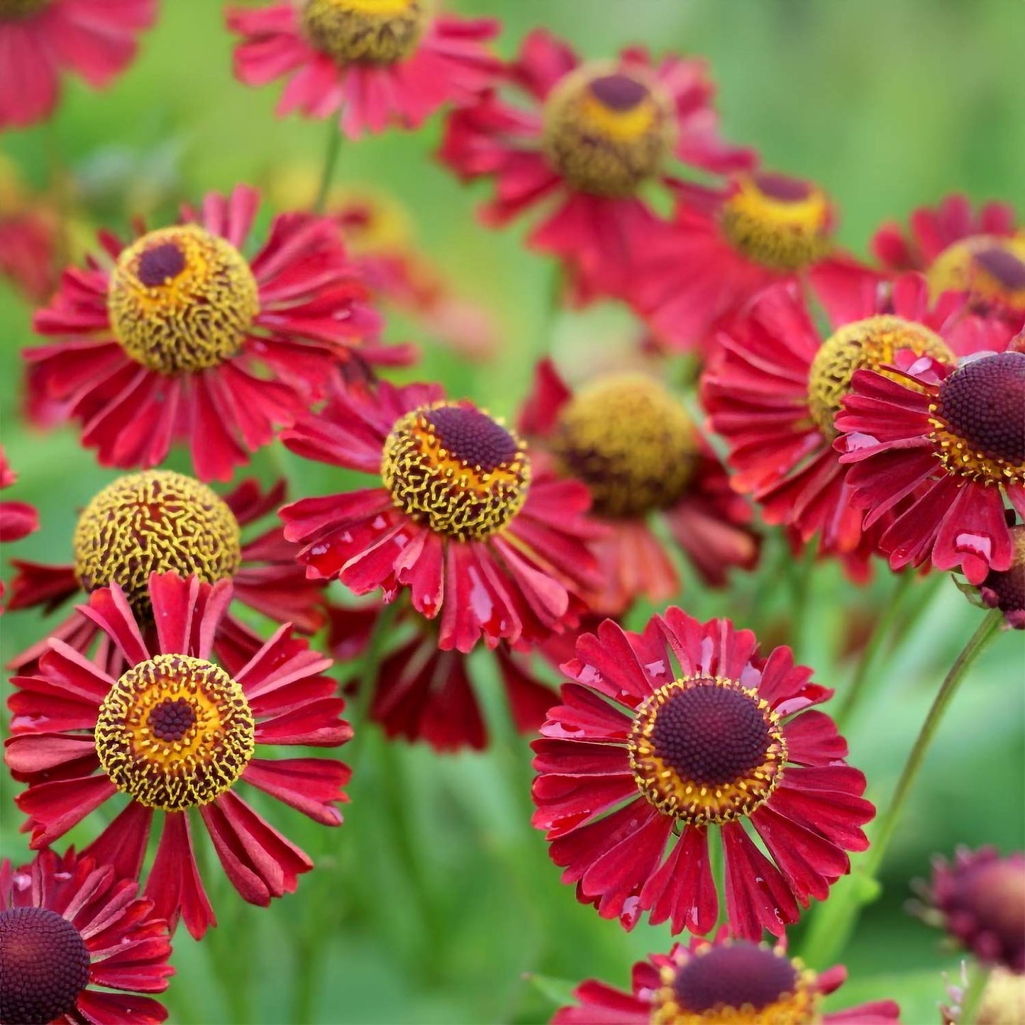 Helenium 'Ruby Tuesday'