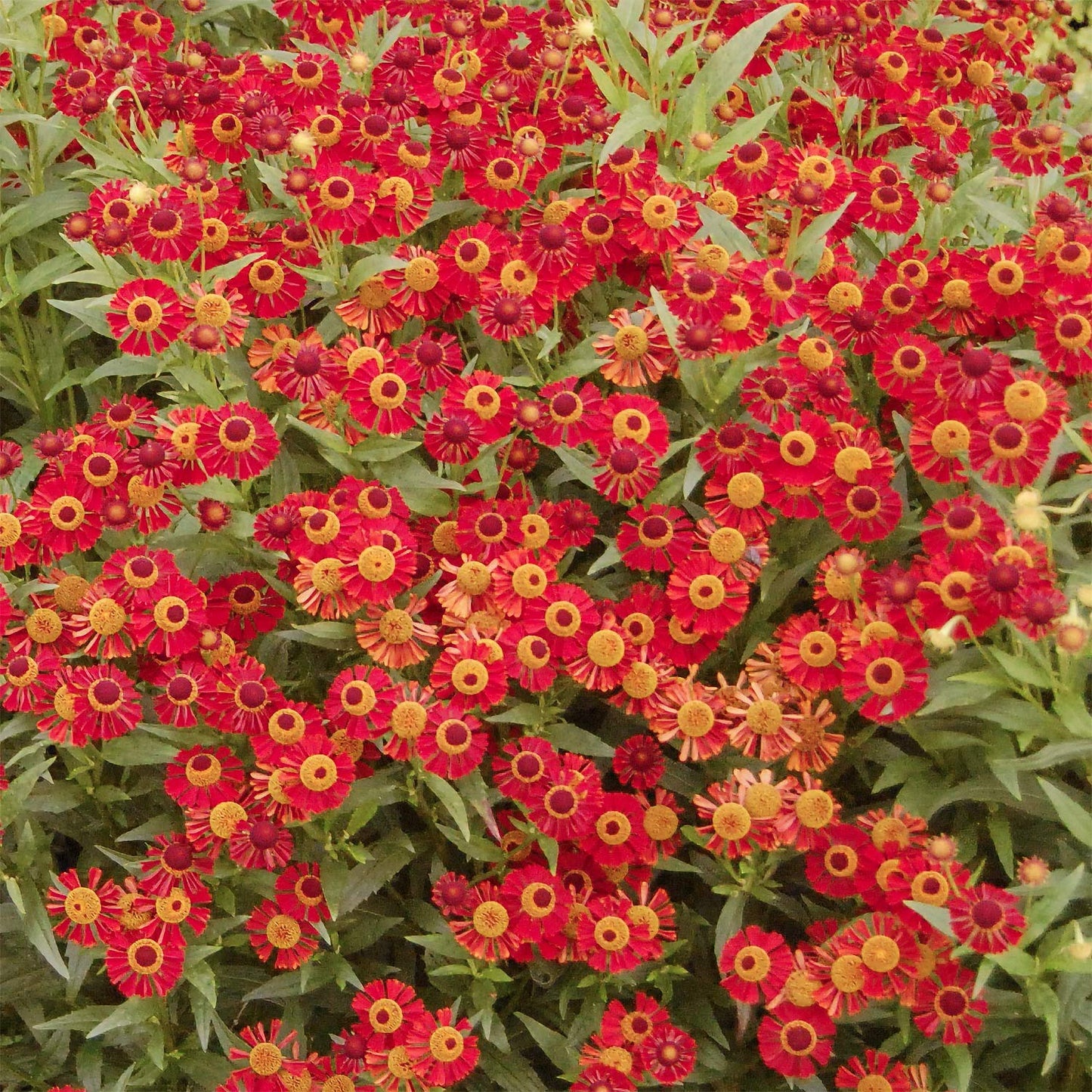 Helenium autumnale 'Ruby Tuesday'