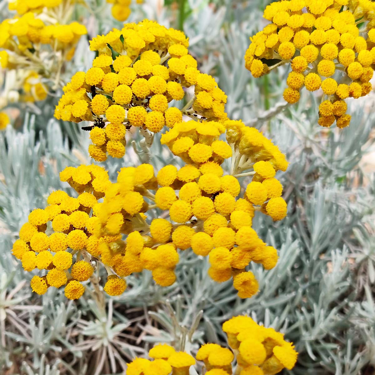 Helichrysum stoechas 'Silverball'
