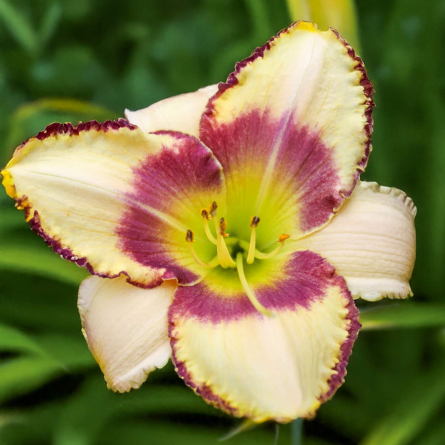 Hemerocallis 'Alaqua'