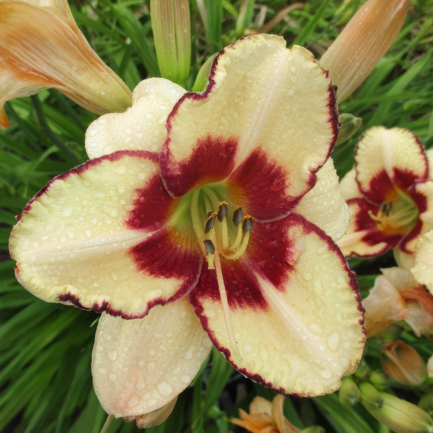 Hemerocallis 'Alaqua'