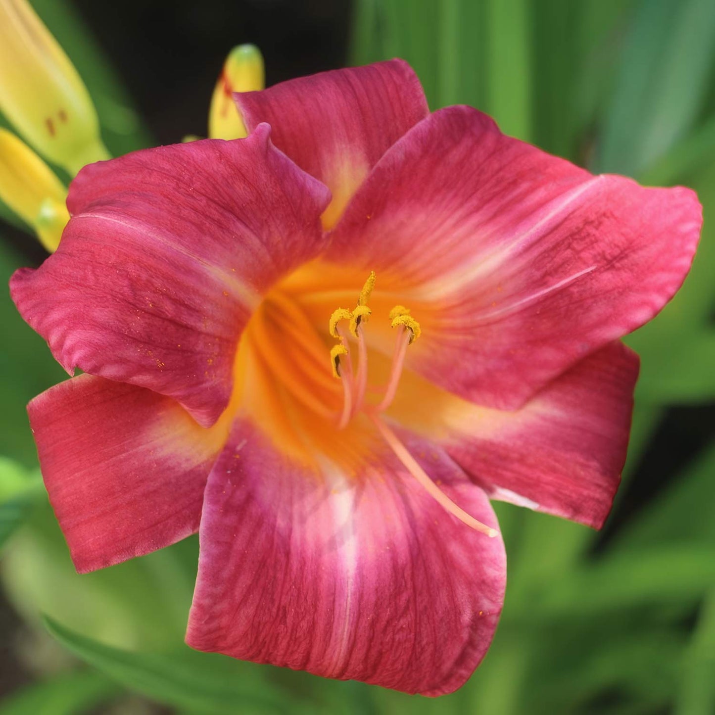Hemerocallis 'Cherry Cheeks'
