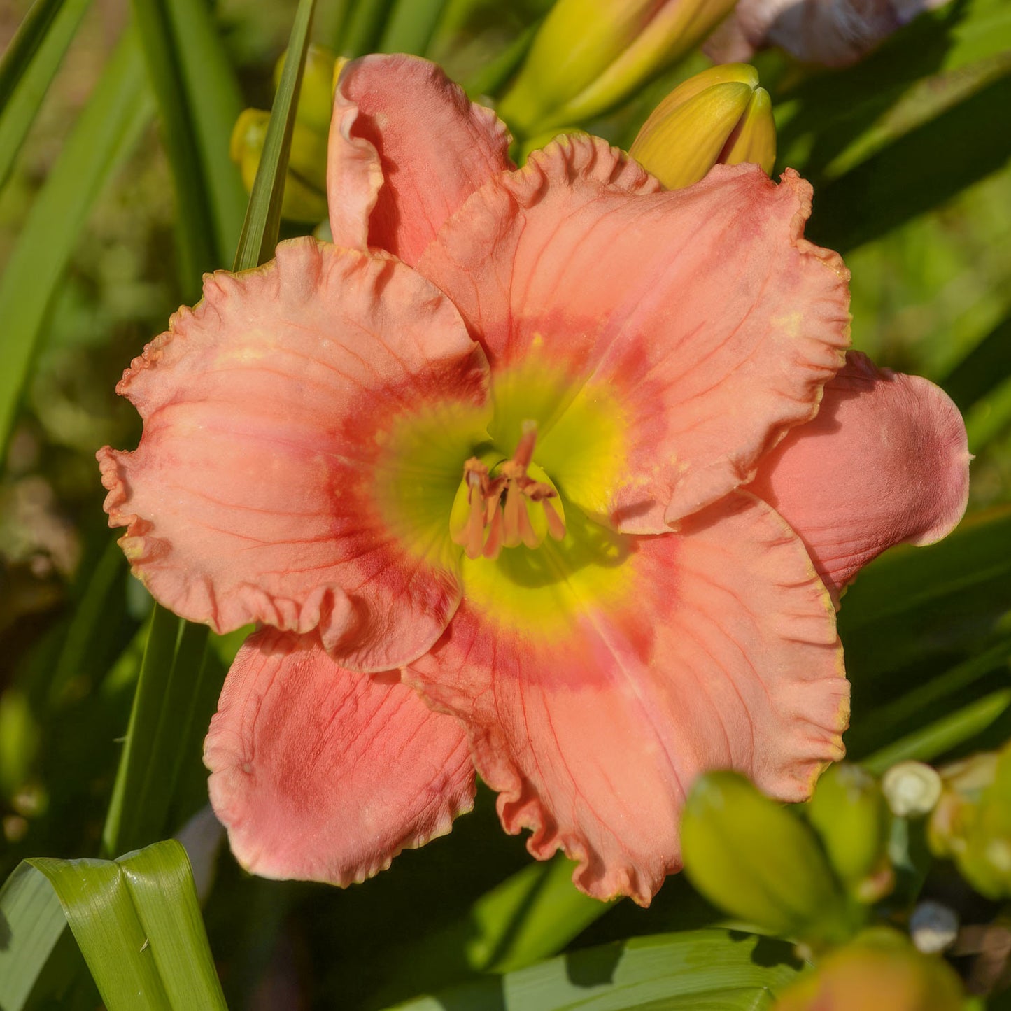 Hemerocallis 'Elegant Candy'. A close-up of a peach daylily flower with ruffled petals, a yellow and green center, and green leaves in the background.