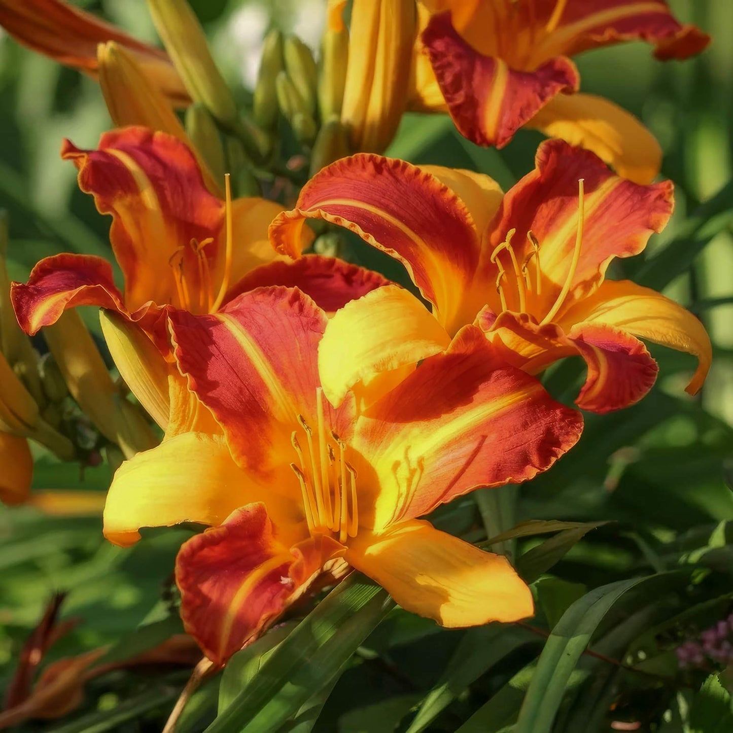 Hemerocallis 'Frans Hals'