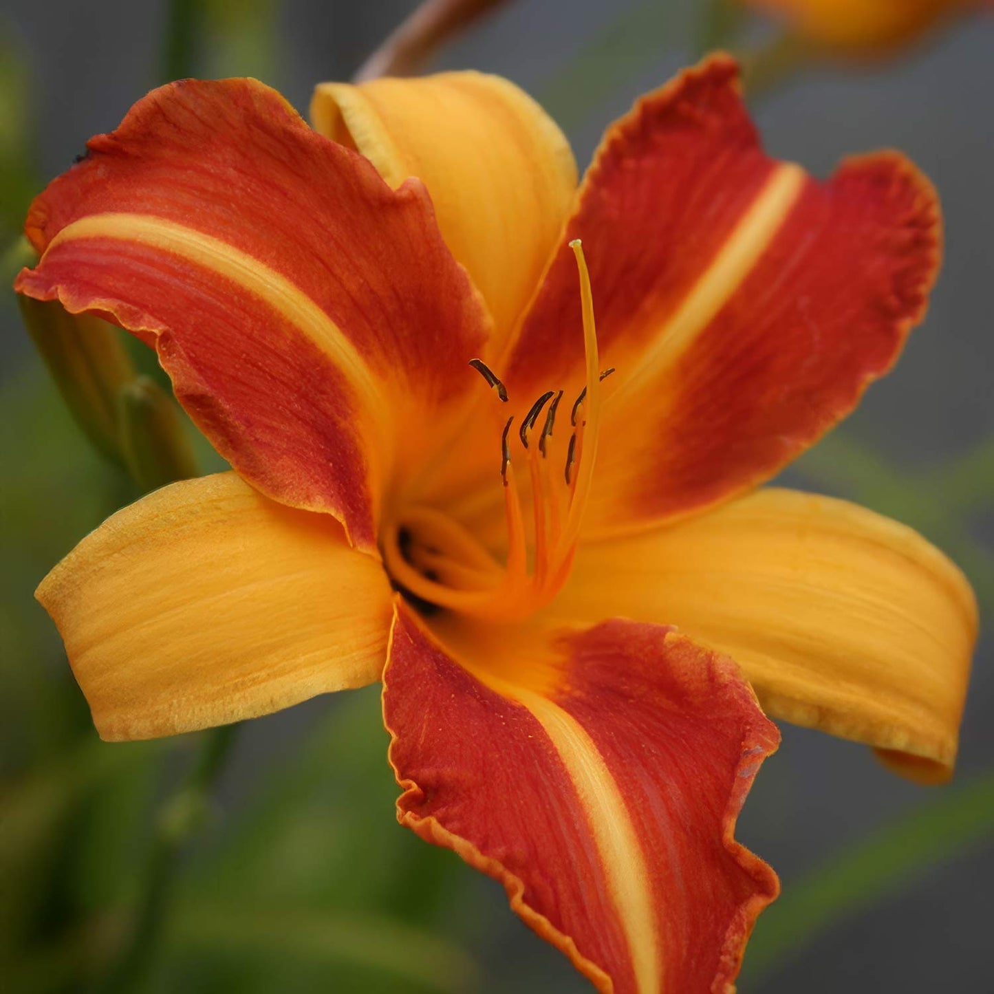 Hemerocallis 'Frans Hals'