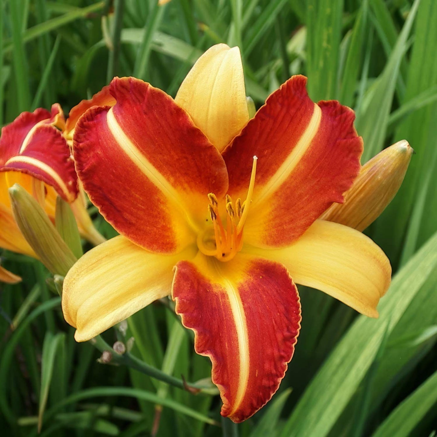 Hemerocallis 'Frans Hals'