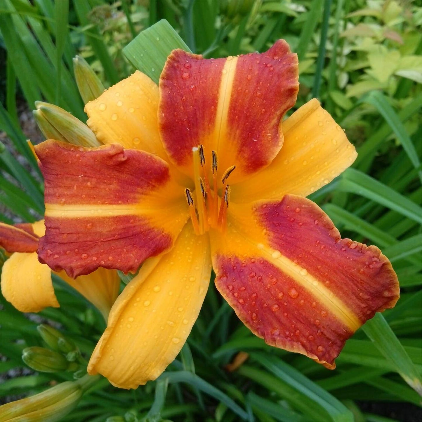 Hemerocallis 'Frans Hals'