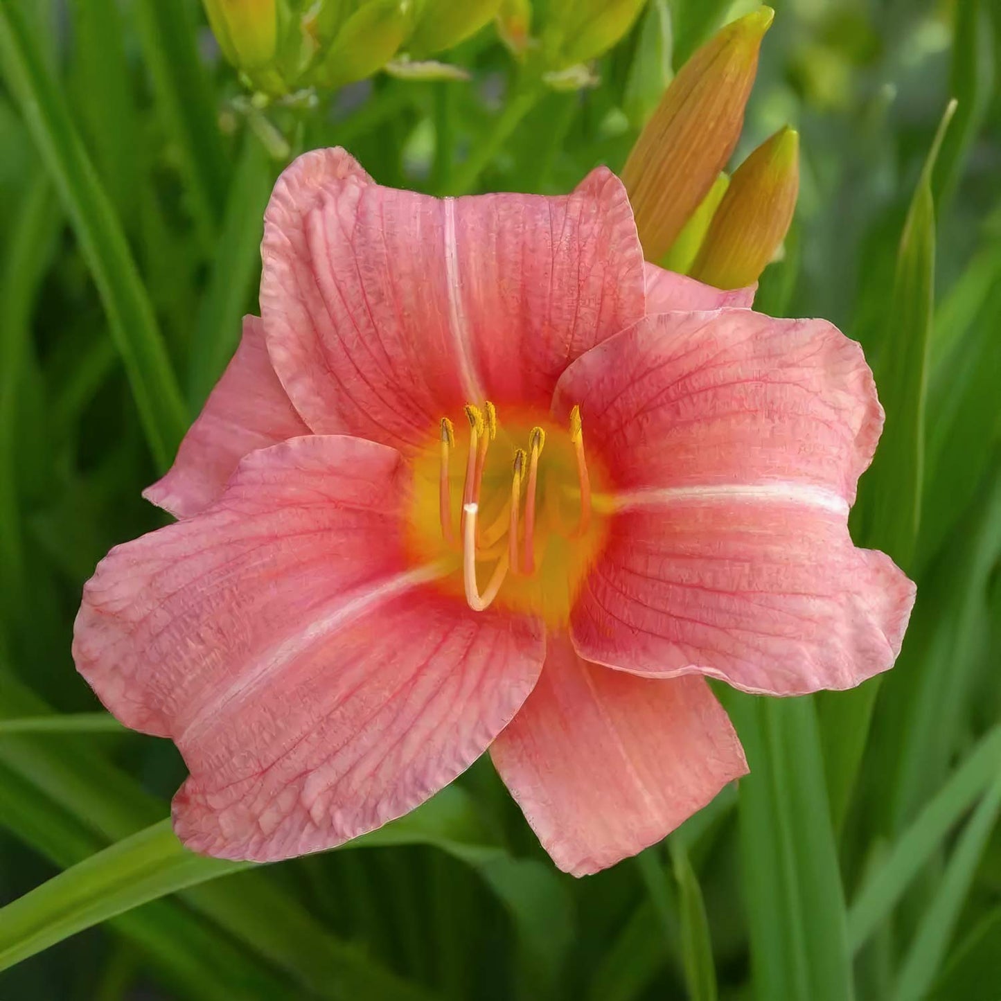 Hemerocallis 'Prairie Belle'