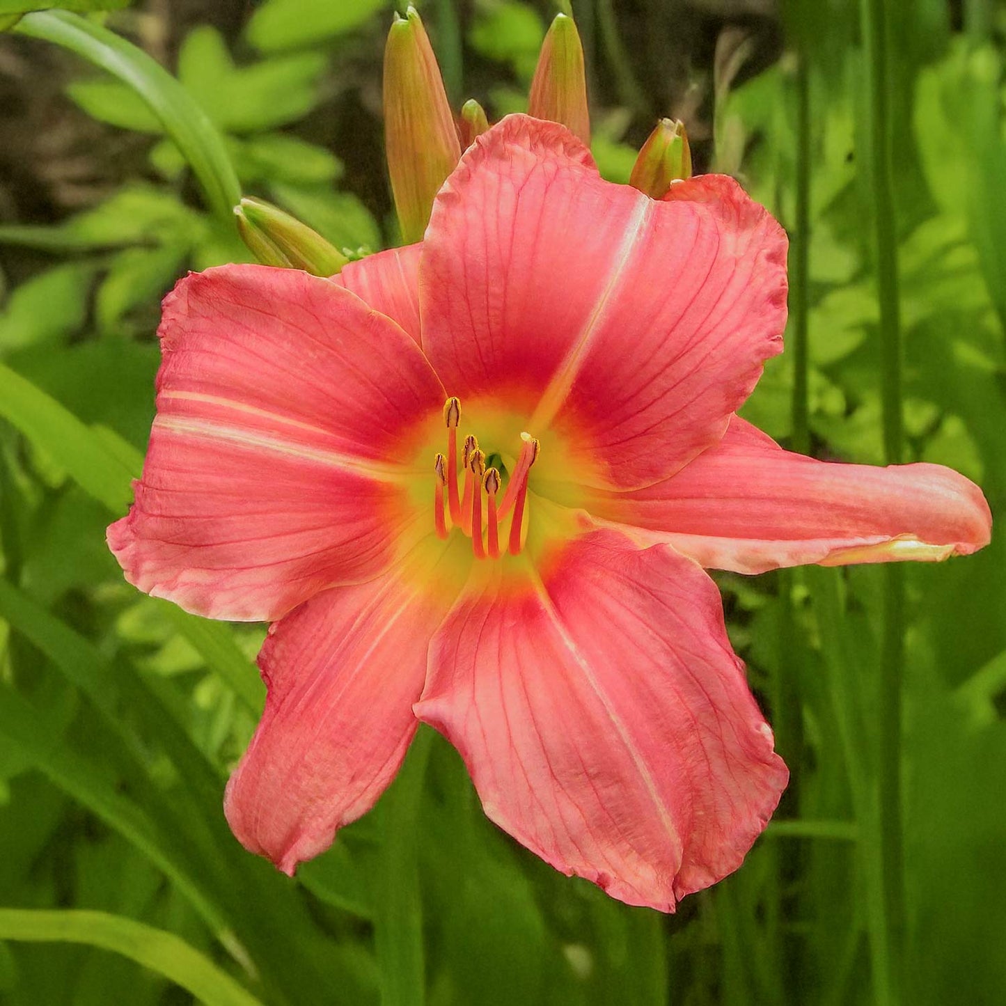Hemerocallis 'Prairie Belle'