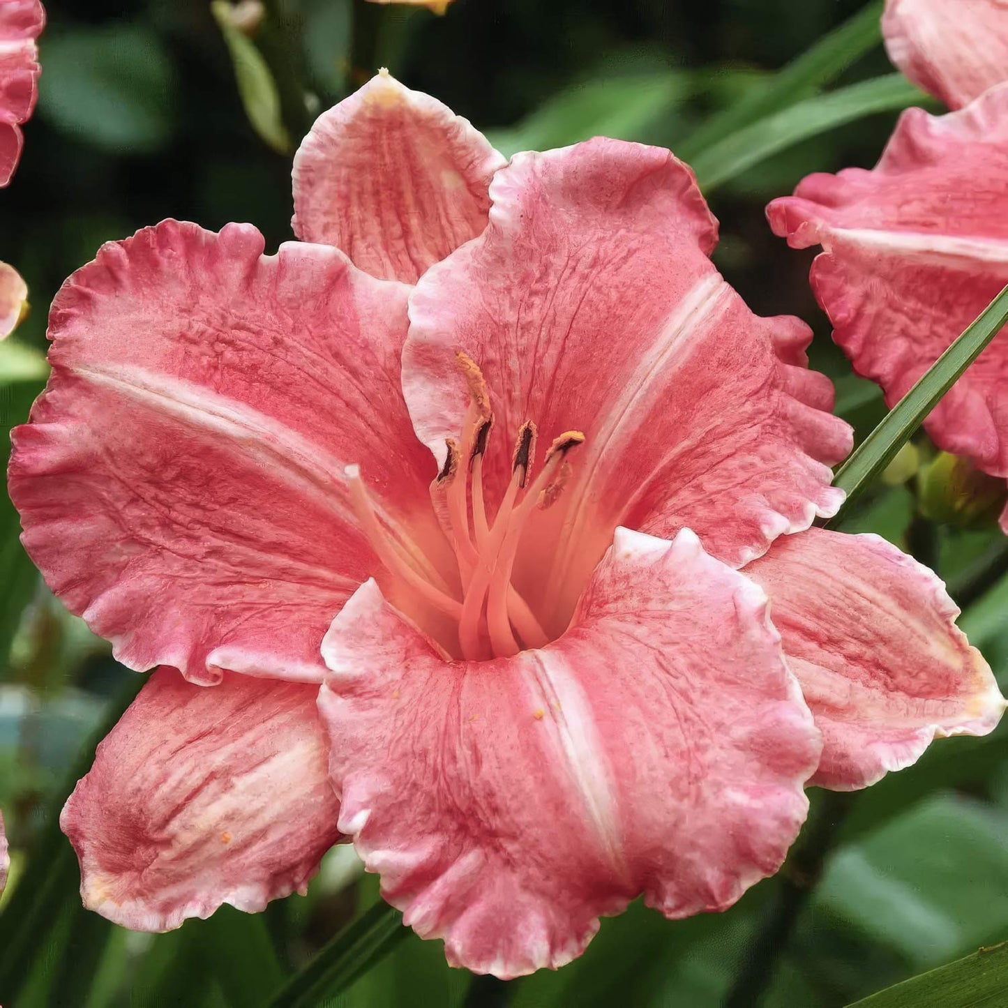 Hemerocallis 'Romantic Rose'
