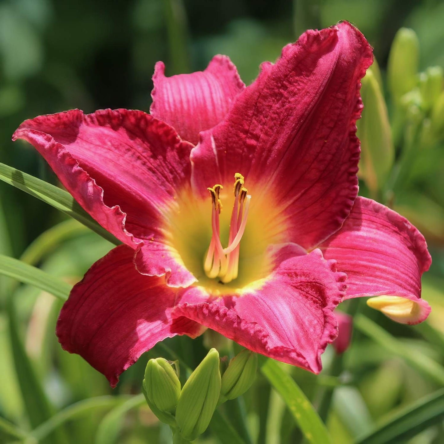 Hemerocallis 'Shogun'