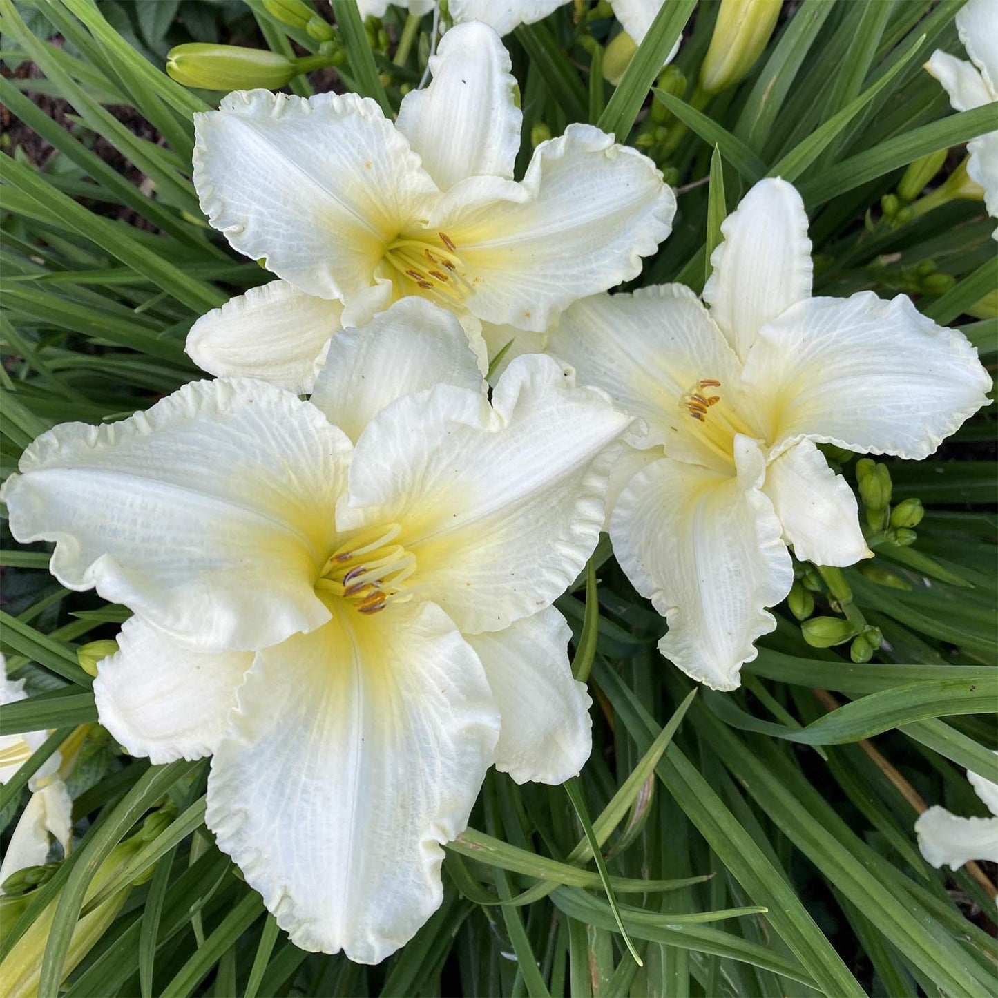 Hemerocallis 'Sunday Gloves'